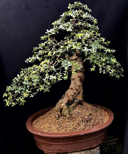 Ngắm ổi bonsai dáng thế siêu đẹp chơi Tết 2018
